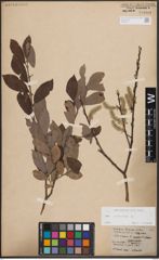 Foto von Salix cinerea L.